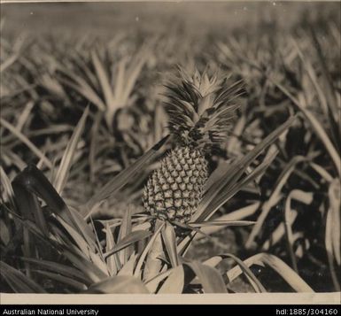 Wind damaged pineapple showing sucker development