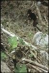 Woman clearing brush from newly cleared garden site