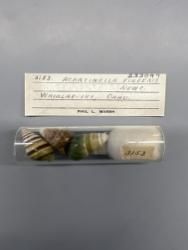 Achatinella; fulgens