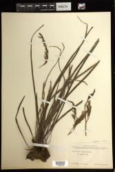 Haplopteris ensiformis