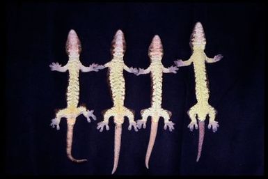 Mniarogekko chahoua