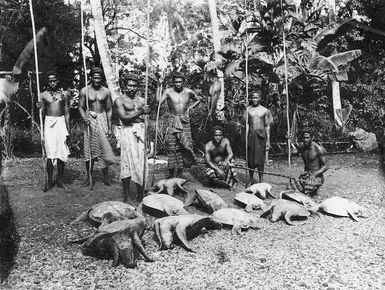 Catch of turtles, Samoa