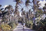 Guam, man bicycling in palm-lined road