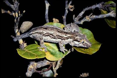 Rhacodactylus auriculatus