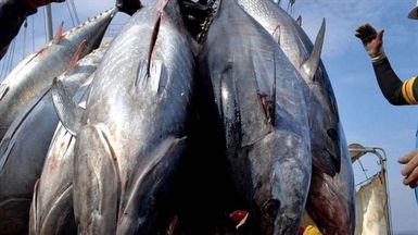 Tuna talks net a rare win