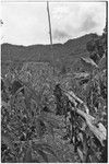 Gardening: man by garden fence among cassava, sugarcane and banana plants