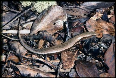 Skink sp.
