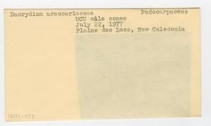[Dacrydium araucarioides in New Caledonia, envelope IE41-077]