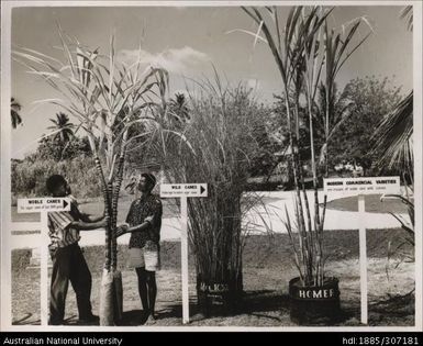 Cane Experiment Station