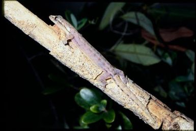 Hemiphyllodactylus typus
