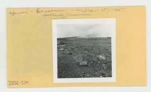 [Sadleria & Vaccinium in Hawaii, envelope IE32-239]