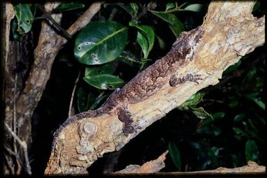 Gecko on branch