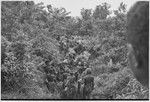 Pig festival, uprooting cordyline ritual, Tsembaga: men carry uprooted plants to enemy boundary