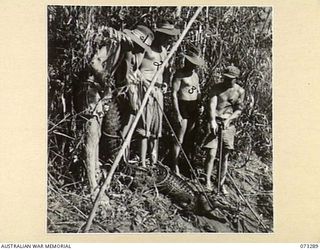 YULE ISLAND, NEW GUINEA. 1944-05-18/17. MEMBERS OF THE 1ST MARINE FOOD SUPPLY PLATOON DISPLAYING A 9 FOOT CROCODILE. THEY HAVE BEEN SHOOTING CROCODILES FROM THE CANOPY OF A LANDING CRAFT WHICH IS ..