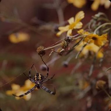 [Arigope appensa on unidentified plant on Laysan Island, United States]