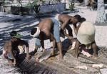 Two captured sharks set to be cut in pieces. 10.1.68