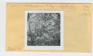 [Rollandia lanceolata in Hawaii, envelope IE33-172]