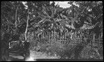 Man and child near fence of garden belonging to Motu people of Gaile village