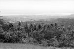 Plantation seen from northern slopes of Mount Vaiea.