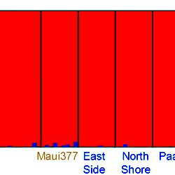 Structure plot showing that K (number of distinct populations)  = 2.