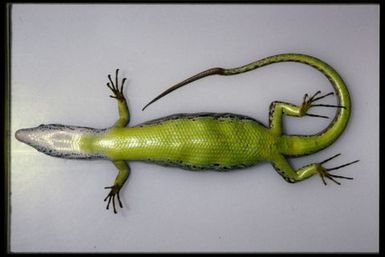 Epibator nigrofasciolatus