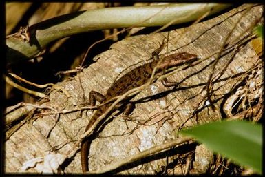 Emoia trossula