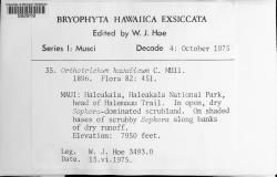 Orthotrichum hawaiicum