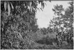 Pig festival, uprooting cordyline ritual, Tsembaga: decorated men go to enemy boundary to dispose of plant