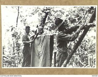 GEYTON'S POST, NEW GUINEA. 1944-01-19/20. SX25107 LANCE CORPORAL A.G. VIRGO (1) AND VX70253 PRIVATE F.P. DREDGE (2) OF THE 2/5TH FIELD AMBULANCE ERECTING A TWO MAN TENT AT THE NEW UNIT ADVANCED ..