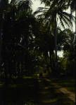 Coconuts, Aitape area, Sepik District, Oct 1961