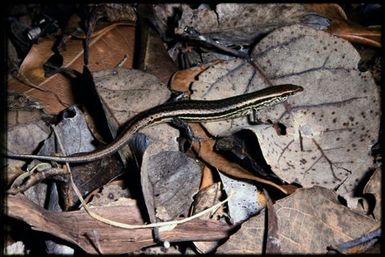Caledoniscincus haplorhinus