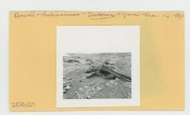 [Dodonaea in Hawaii, envelope IE32-224]