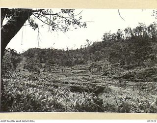 FINSCHHAFEN AREA, NEW GUINEA. 1944-04-09. A GULLY AT WAREO CONTROLLED BY THE 15TH MALARIA CONTROL UNIT. THE GULLY CONTAINS AN EXTENSIVE SEEPAGE OF POOLS HIDDEN BY REEDS OFFERING A NATURAL BREEDING ..