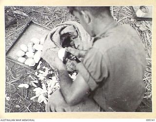 KIARIVU, NEW GUINEA, 1945-08-10. PRIVATE C.E. PRETTY, 2/7 INFANTRY BATTALION CUTTING UP THE FIRST OF THE FRESH VEGETABLES DROPPED BY PARACHUTE IN THE ESTABLISHMENT OF THEIR POSITION