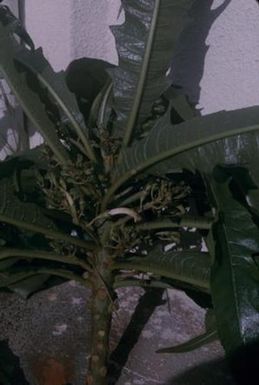 [Unidentified white flowering plant close-up from Honolulu, United States]
