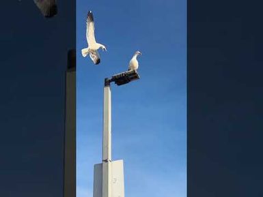 Good morning from San Diego Southern California- a beautiful Sunday morning - voleka Sara na siwa