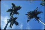 Palm trees