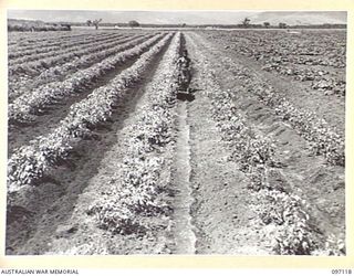 NADZAB, NEW GUINEA. 1945-09-14. INTER-ROW CULTIVATION OF TOMATOES BY ROTARY HOE OPERATED BY A NATIVE AT 8 INDEPENDENT FARM PLATOON AFTER PREVIOUSLY HILLING UP OF ROWS. THE TOTAL ACREAGE UNDER ..