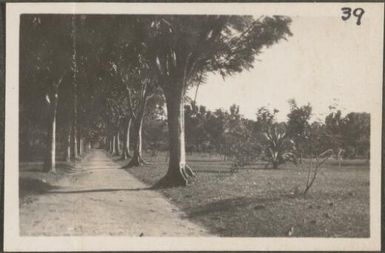 Road lined with trees in the Botanical Gardens, Rabaul, New Britain Island, Papua New Guinea, approximately 1916
