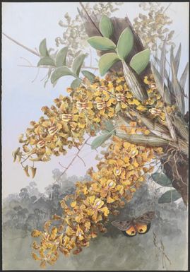 Durabaculum undulatum (R.Br.) M.A.Clem. & D.L.Jones syn. Dendrobium discolor Lindl., family Orchidaceae and butterfly, Papua New Guinea, 1916? Ellis Rowan