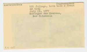 [Austrocedrus in New Caledonia, envelope IE41-085]