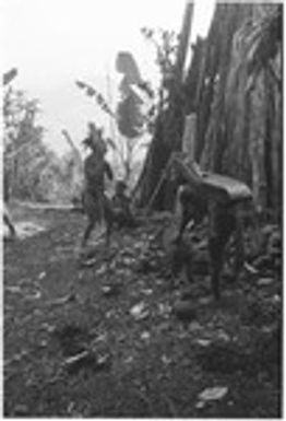 Pig festival, pig sacrifice, Tsembaga: woman holds pig that is about to be clubbed, as man addresses spirits of the low ground