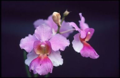 Pink orchids