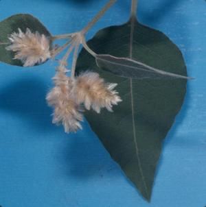[Nototrichium sandwicense close-up from Ka‘ūpūlehu, United States]