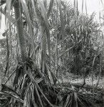 A forest of pandanus (or ' fara ' in Tahitian) near the village of Opoa, Raiatea island