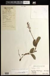 Rhomboda polygonoides