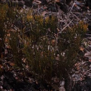 [Psilotum nudum from south Kona, United States]