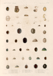 Mollusques: 1.- 12. Siphonaire de Diemen; 13. 14. Siphonaire ponctuée; 15. 16. Siphonaire de Guam; 17. 18. Siphonaire Zélandaise; 19. 20. Siphonaire denticulée; 21. 22. Siphonaire aplatie; 23. 24. Siphonaire d' Algesiras; 25. 26. Siphonaire plissée; 28. 29. Siphonaire du Cap; 30. 31. Siphonaire verte; 32.- 34. Siphonaire australe; 35.- 37. Siphonaire pointue; 38.- 40. Siphonaire albieante; 41. 42. Siphonaire de Vanikoro.