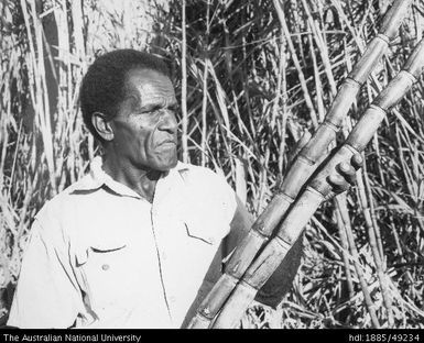 Display of cane varieties