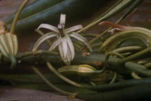 [Clermontia hawaiiensis close-up from Volcano, United States]